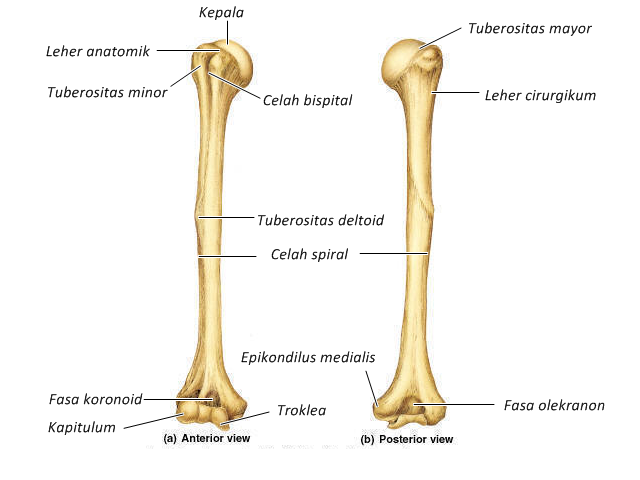 Pengertian Humerus (Tulang Lengan Atas) | ALVIRO BLOG