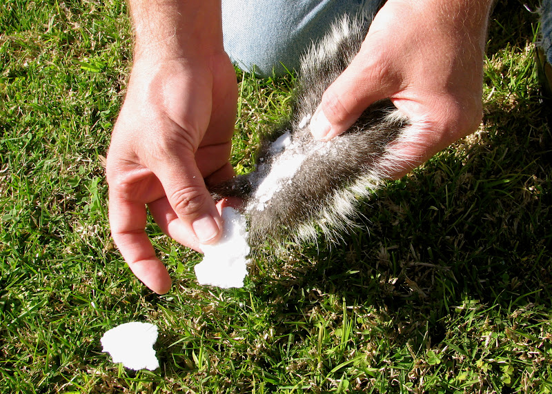 How To Drying Out A Squirrel Tail, the Quick and Dirty Way