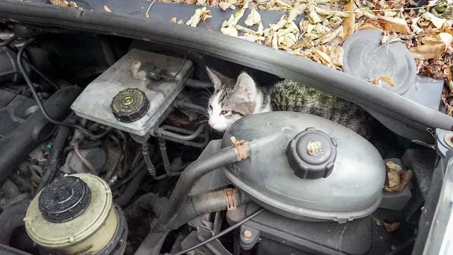 Cat makes a car engine his home