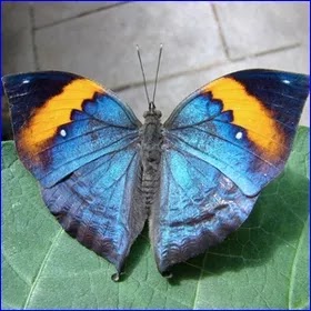 Mariposa hoja seca de la India. Kallima inachus.