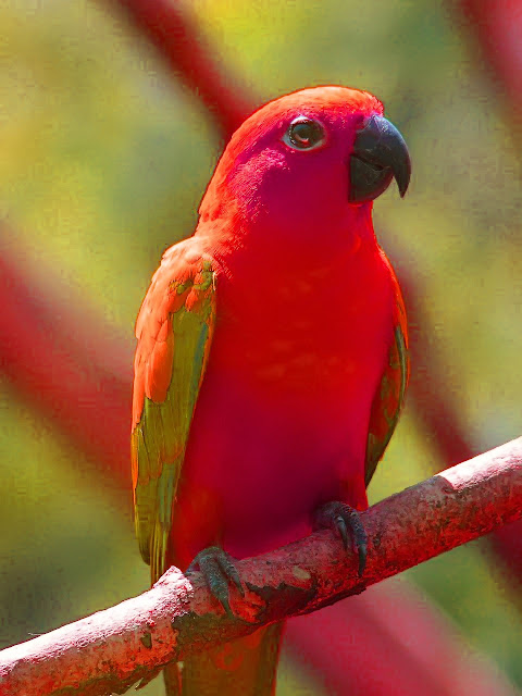 parrot bird pic parrot bird pic