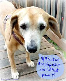 Sophie says if she can't eat or play with what's growing in the garden, there's no use for it! #seniordog #houndmix #containergarden #LapdogCreations ©LapdogCreations