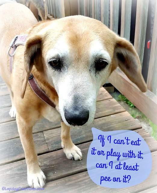 Sophie says if she can't eat or play with what's growing in the garden, there's no use for it! #seniordog #houndmix #containergarden #LapdogCreations ©LapdogCreations