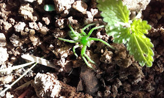 Un Huerto En El Patio