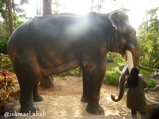 Thai elephant in Baguio Botanical Garden