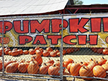 Pumpkin Days at Tolmachoff Farms