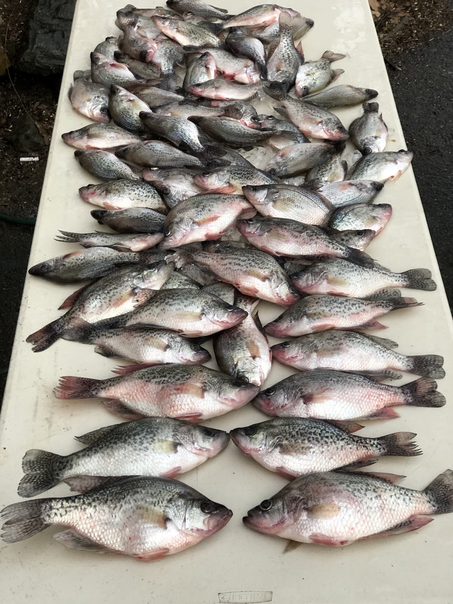 Striper Report Lake Anna Fishing is Hot! Jim Hemby Guide Service