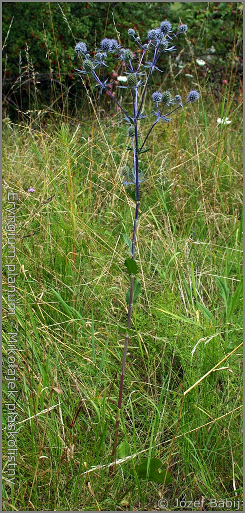 Eryngium planum - Mikołajek płaskolistny