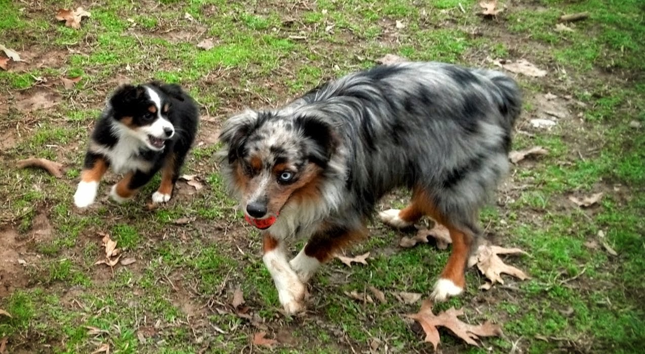 Raising a Mini Aussie The experience of getting a second Aussie