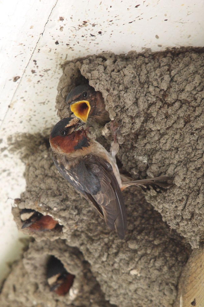 CLIFF SWALLOW