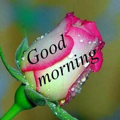 7 Best Good Morning Shayari ~ BawliBoooch - 400x400 - jpeg Hai Friends Good Morning