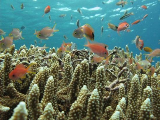 Tempat Menyelam Paling Indah Di Dunia Muka Internet