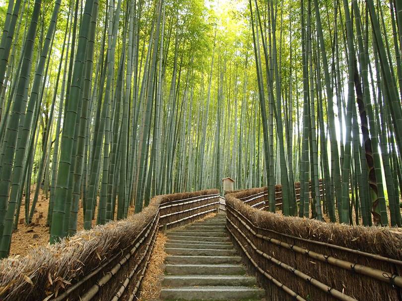 Arashiyama Bamboo Forest, Japan