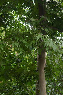 Pohon Janglot, Pohon Langka dan Unik Bagus Buat Bonsai