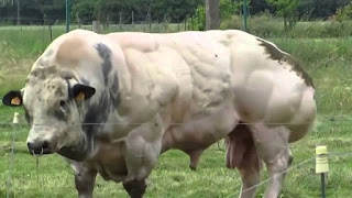 Belgian Blue Bull Advantages, Disadvantages, Facts, Price