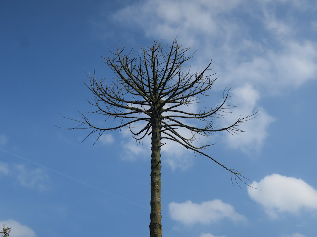Dead tree with bare branches and lopped limbs against a blue sky. 5th September 2021