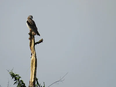 Uganda Birds: White-Tailed Kite