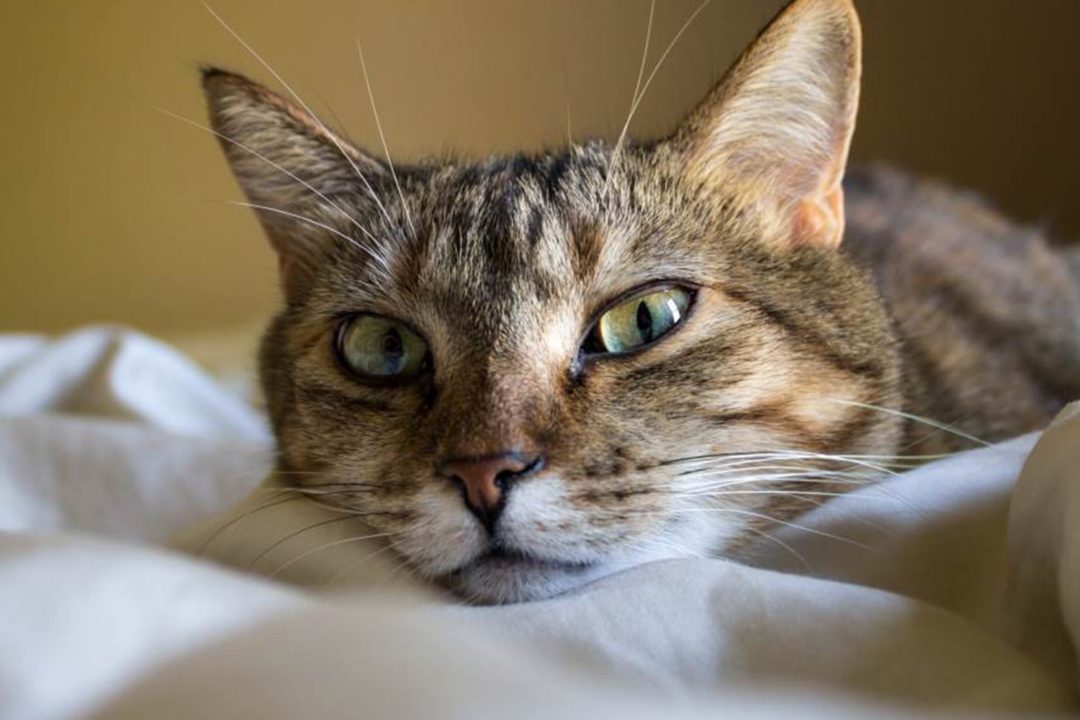 Can Cats Have Coconut Oil