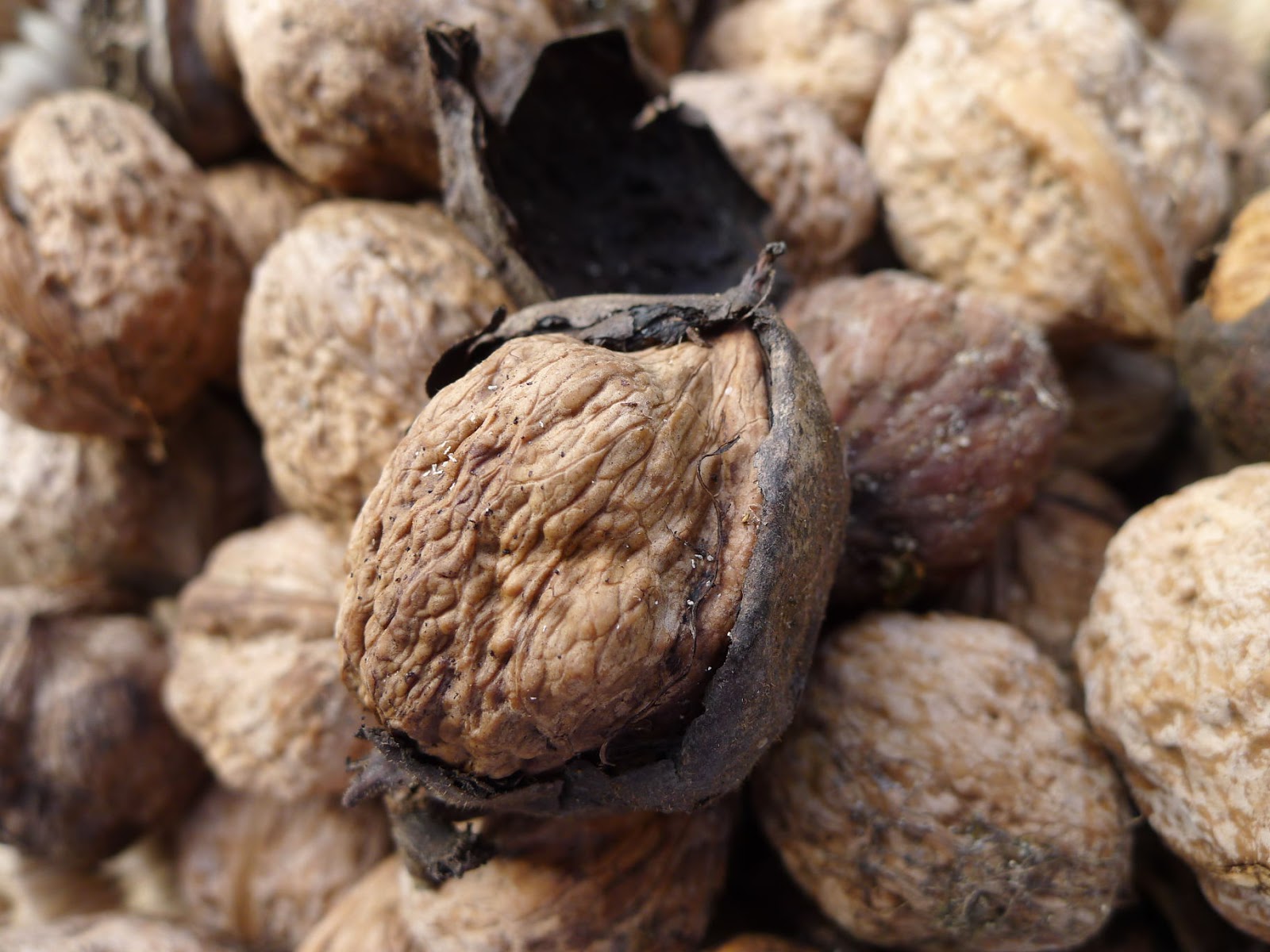 MY KITCHEN IN SPAIN AN EASY WALNUT TORTE