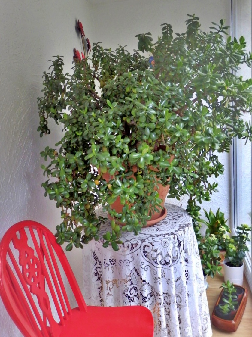 Mike's Cornwall The Jade Money Plant Attracts Money!