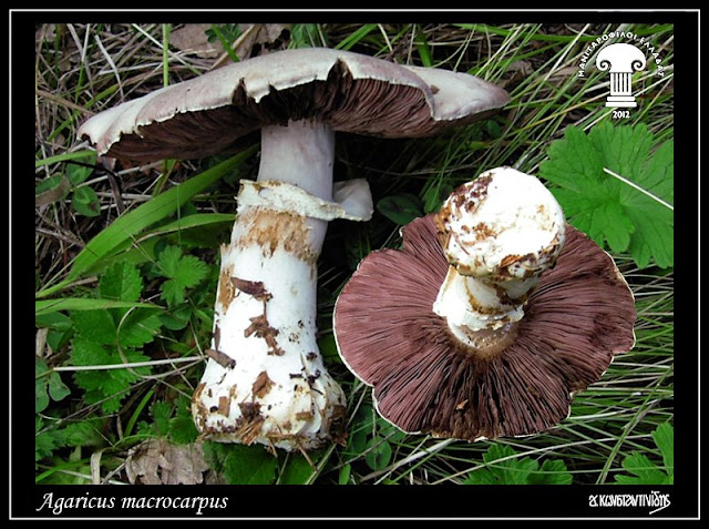 Agaricus macrοcarpus (F. H.Møller) F.H.Møller