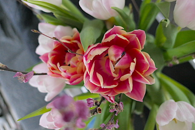 Tulip Bouquet Photo by @zauberpalme