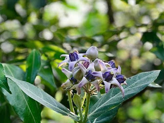 मदार का पौधा | madar plant information in hindi मदार का पौधा | madar plant information in hindi