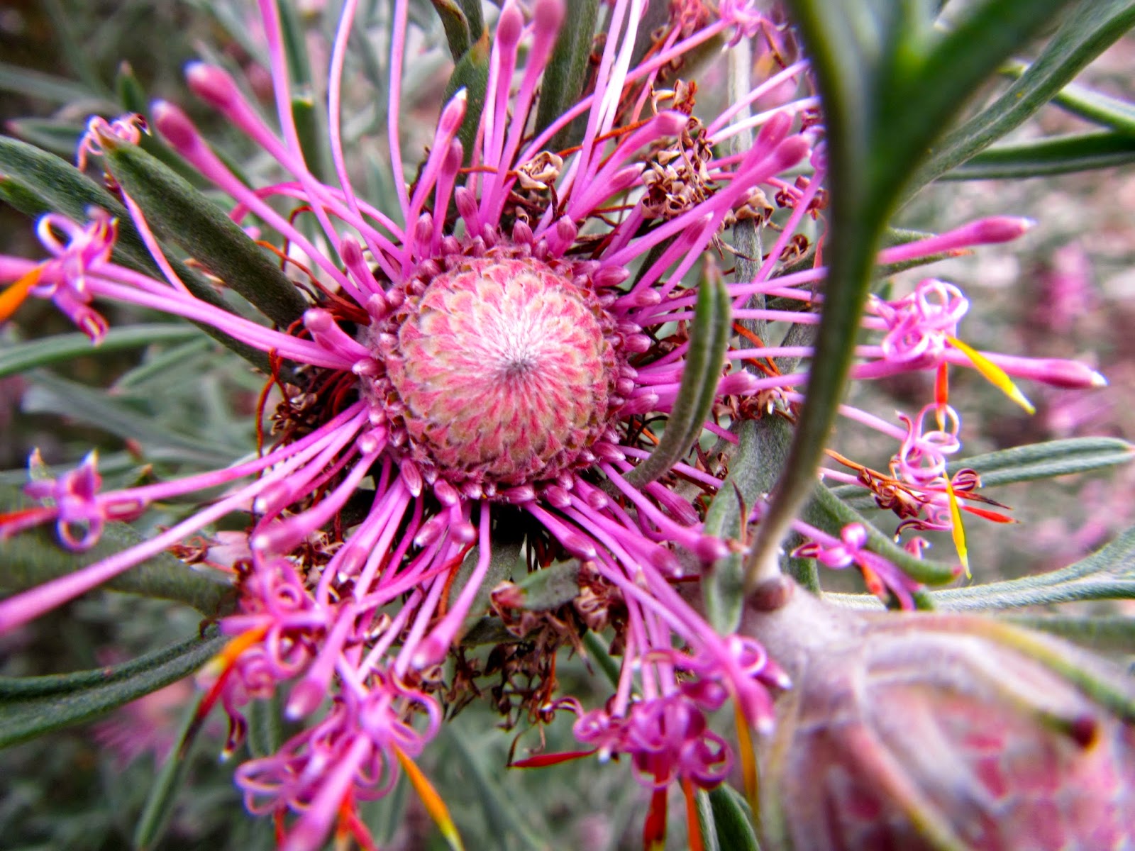 My Australian Adventure! Winter Flowers