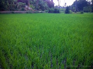 Natural Green Rice Silk Rice Fields At The Village Ringdikit North Bali Indonesia