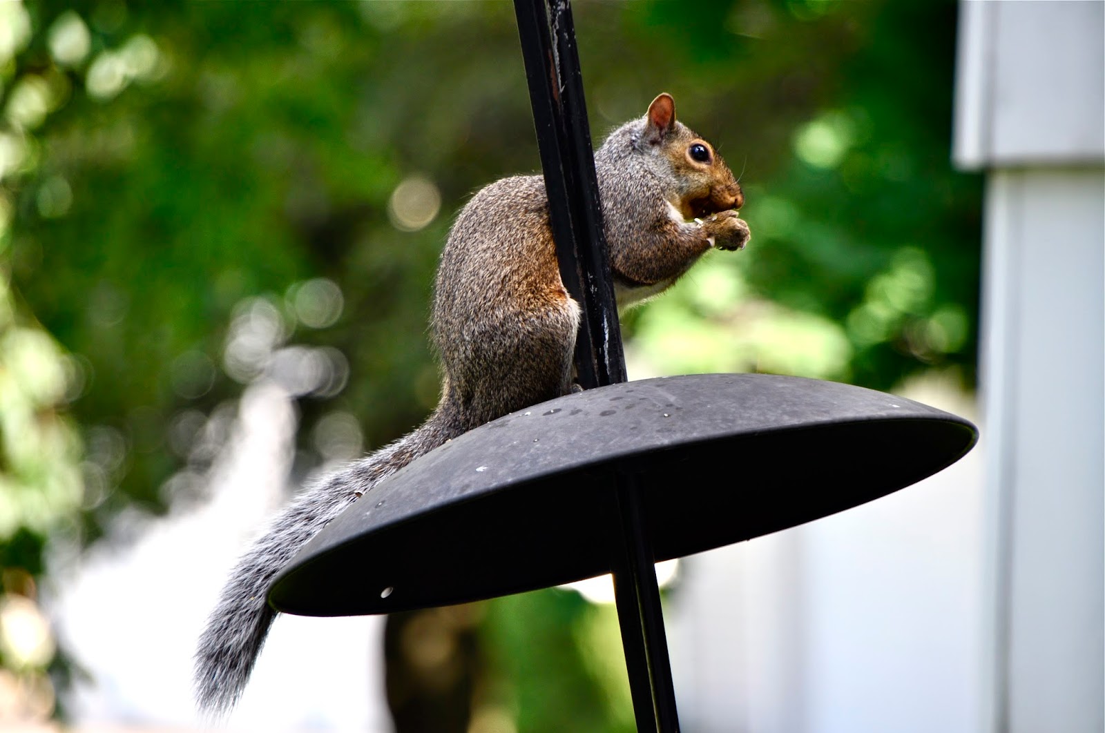 My Retiring Life "You can't be friends with a squirrel! A squirrel is just a rat with a cuter