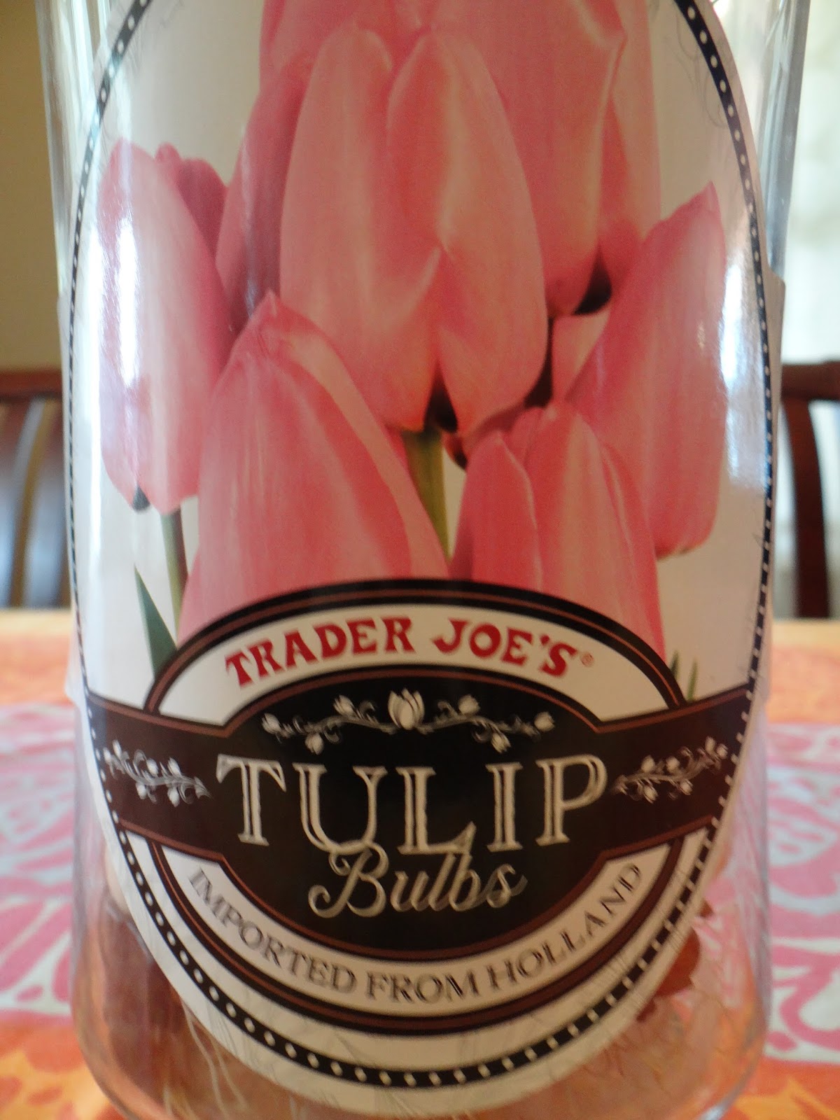 Trader Joe's 365 Tulip Bulbs in Glass Vase
