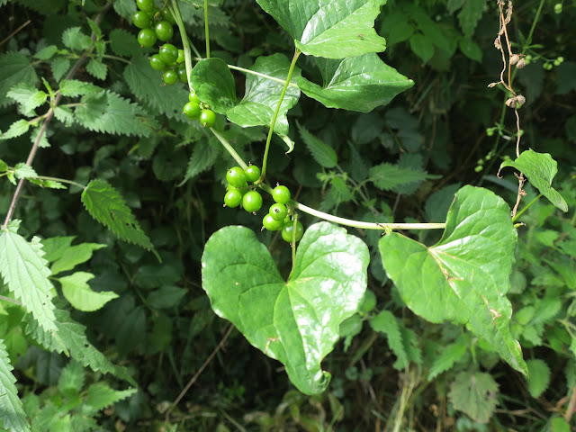 Green berries and leaves in Herefordshire Hedgerow. 10th August 2021.