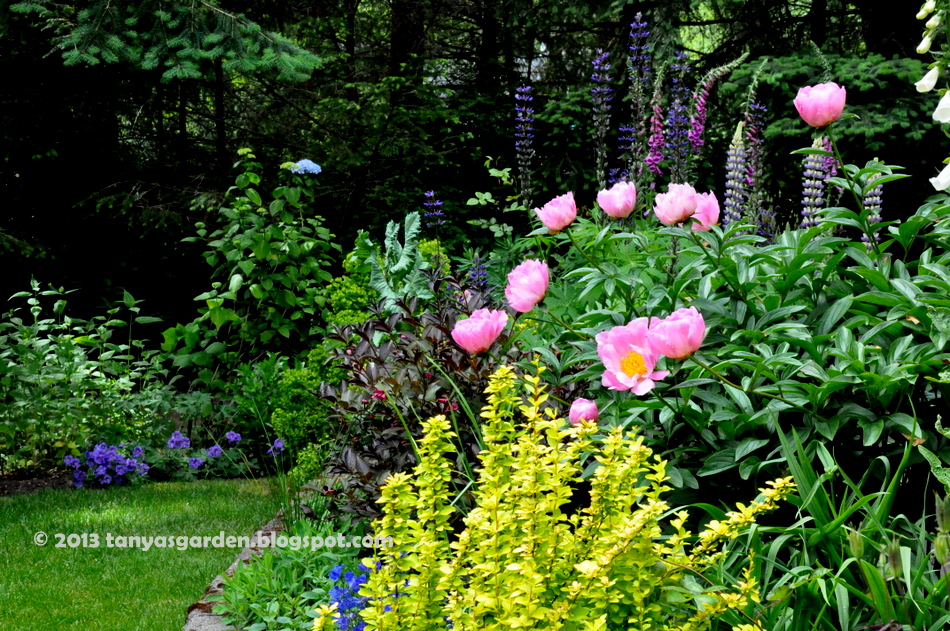 MySecretGarden My June Garden, zone 7b. Just Pictures