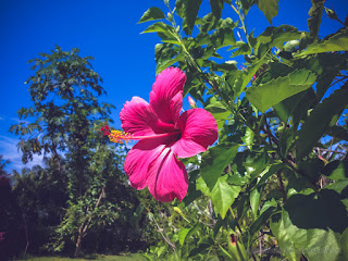 Gorgeous Red Hawaiian Hibiscus Flower Blossom In The Garden On A Sunny Day