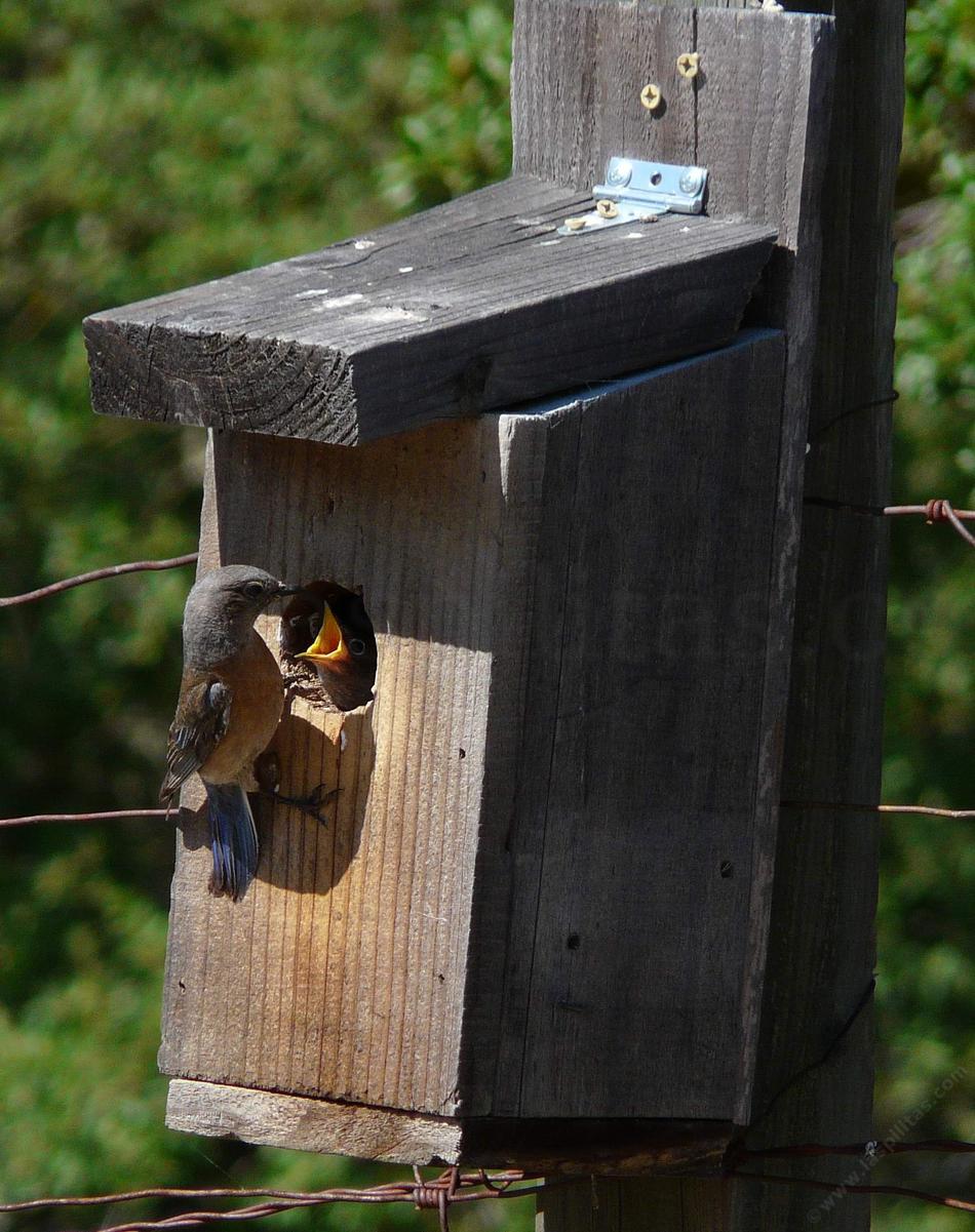 Bird In Everything: Nesting Boxes Birds