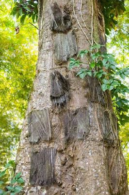 7 Facts You Should Know About Baby Graves in Toraja