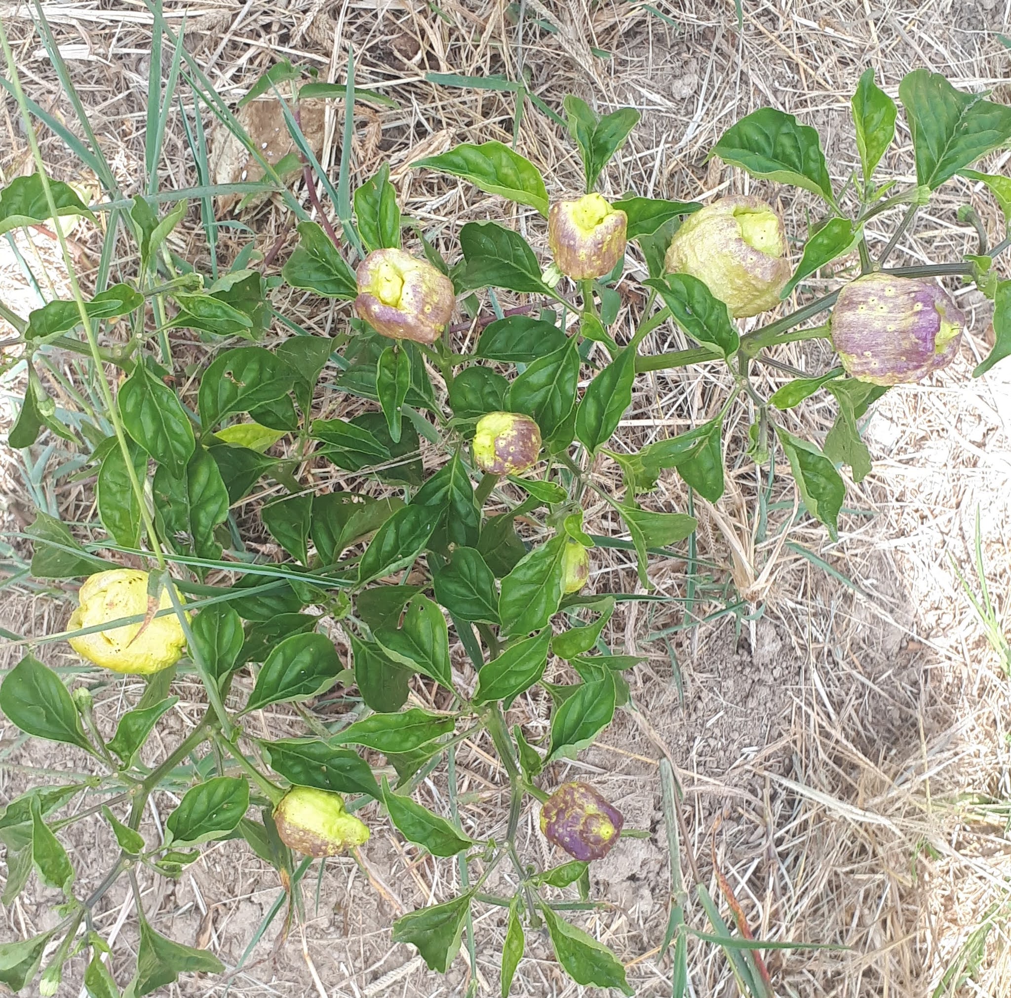Viral Diseases Affecting Hot Pepper Production in Penal Rock Road, Trinidad