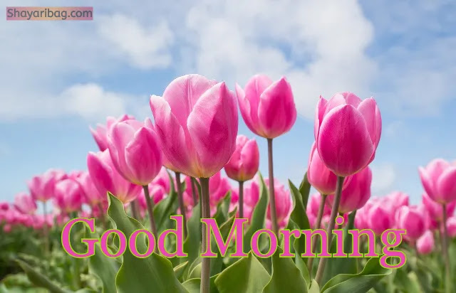 Good Morning Photo Good Morning Photo