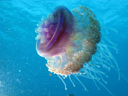jellyfish sea animals cool animal cauliflower crown ocean cauliflour water shouna marsa egypt spirit creatures tilted partial backlight scuba looking