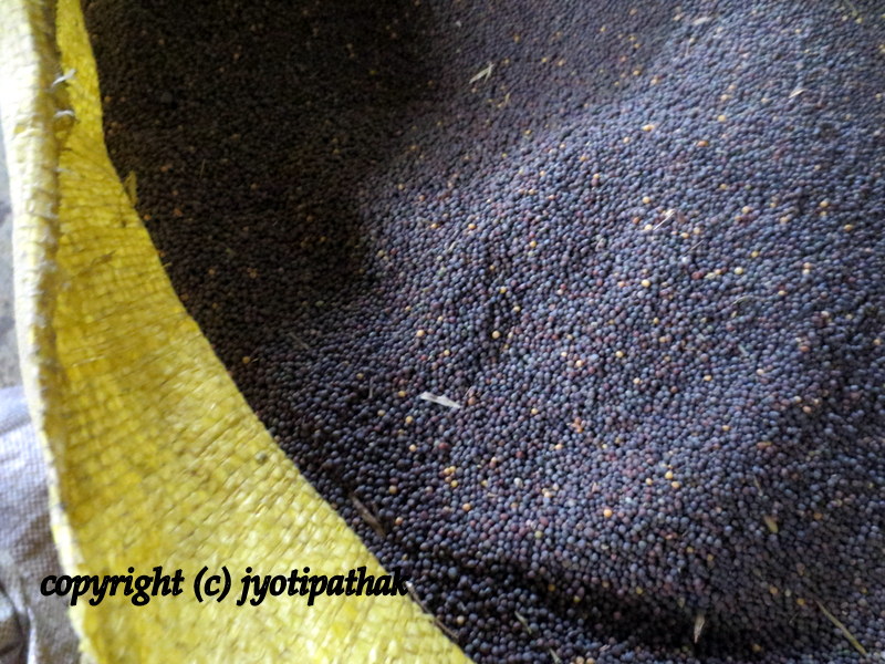 100 Pure Mustard Oil Tori ko Tel (तोरी को तेल) in Nepali