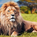 Leul: Simbol și semnificație