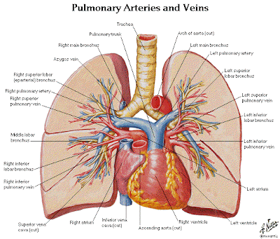 Dentistry and Medicine: Thorax,Lungs,Heart Anatomy and Physiology