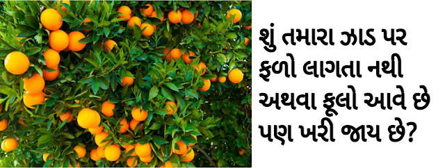 ફળ પાકોની ખેતીમાં વૃક્ષો પુર્ણ વયના થવા છતાં ફળ ન બેસવાના કારણો અને ઉપાય