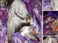 Kisah Warga Tak Sengaja Tabrak Burung Dara Balap Hingga Tewas, Pemilik Minta Ganti Rugi Hingga Rp 2,5 Juta Kisah Warga Tak Sengaja Tabrak Burung Dara Balap Hingga Tewas, Pemilik Minta Ganti Rugi Hingga Rp 2,5 Juta