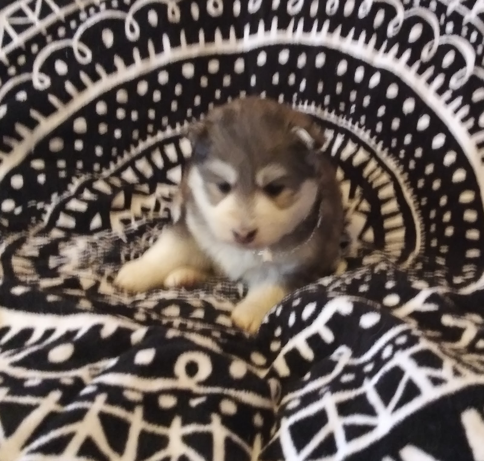 Miniature Siberian Husky Puppy SOLDGray & White Male Miniature