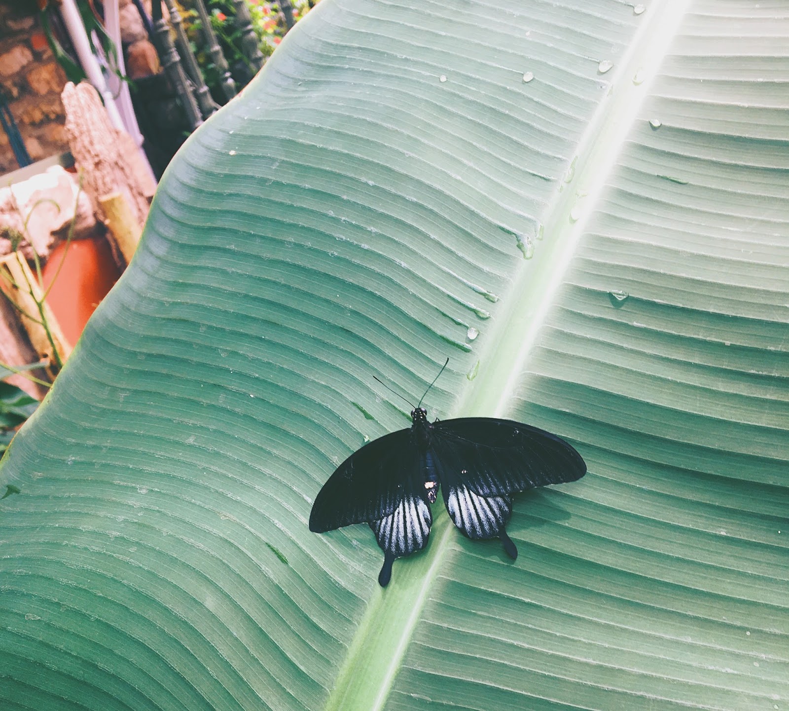 butterfly on banana leaf