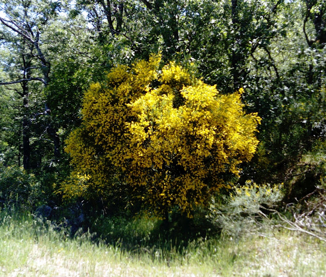 Retama amarilla (Retama sphaerocarpa (L.) Boiss.).