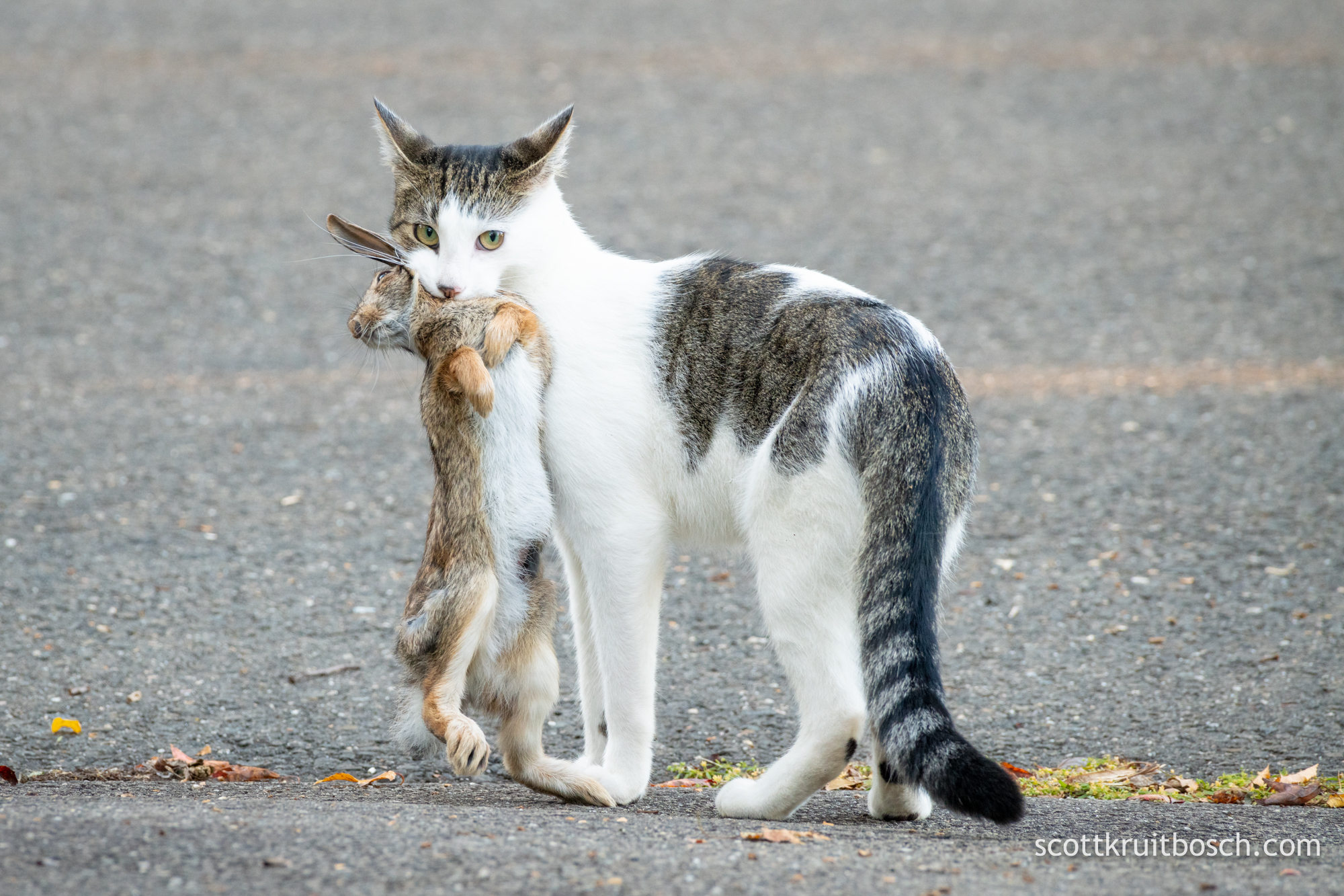 Audubon Alliance for Coastal Waterbirds Cats Kill Wildlife