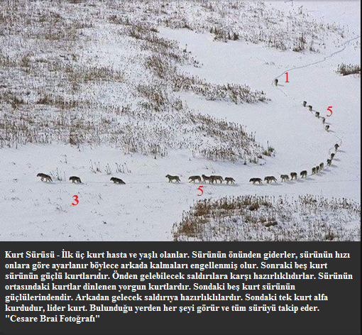 gonullu sadelik ve saglikli yasam kurt