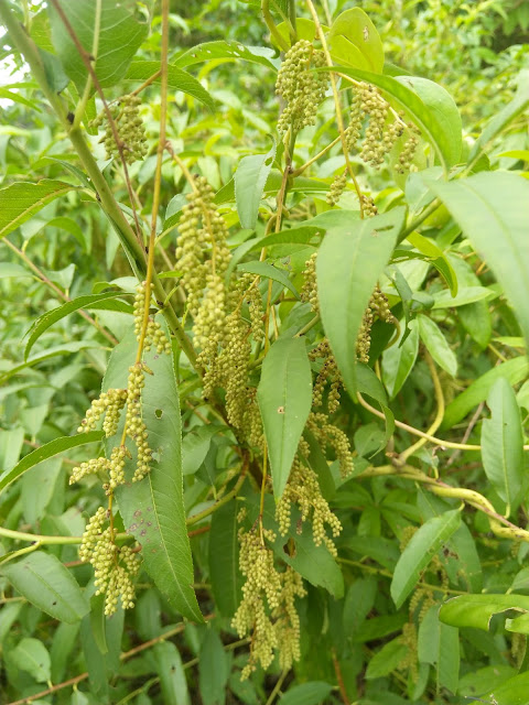 Dioscorea pentaphylla L.